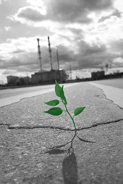 Undergreen fragrances