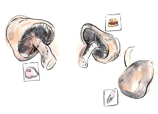 Attempt at Vegetarianism