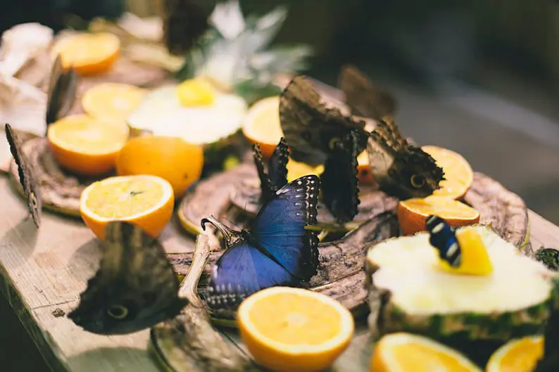 Angostura Butterfly House Pop-up