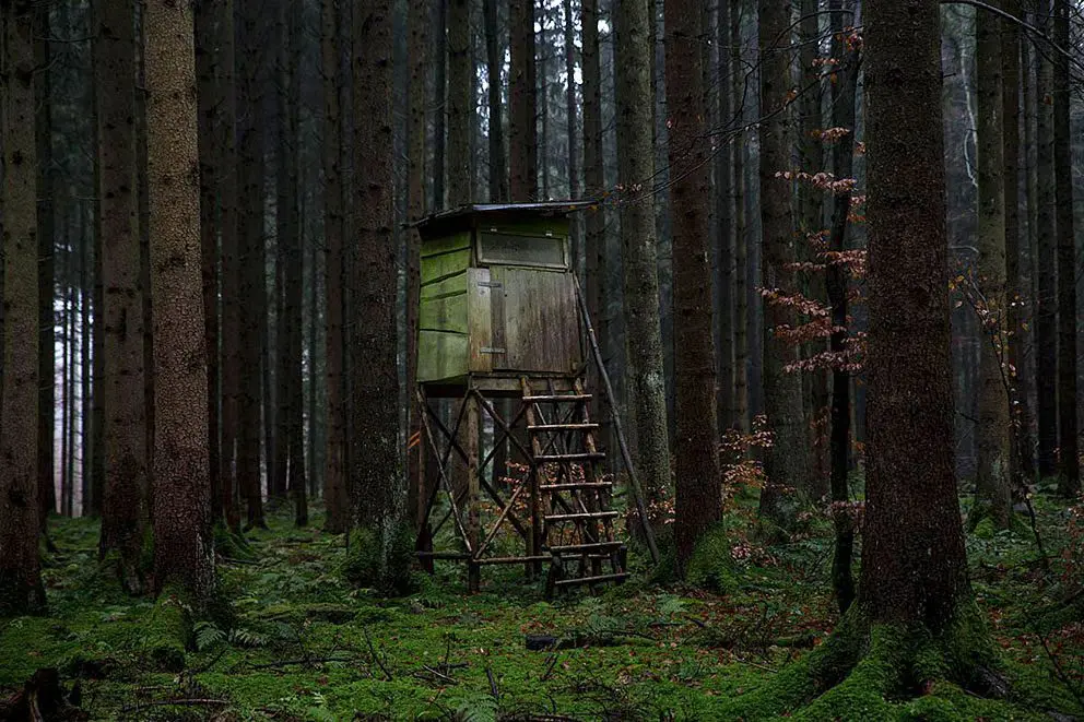 Hochstände – The Peaceful Yet Brutal Forest