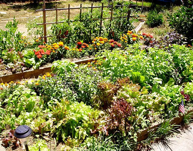 How To Create Your Own Vegetable Garden