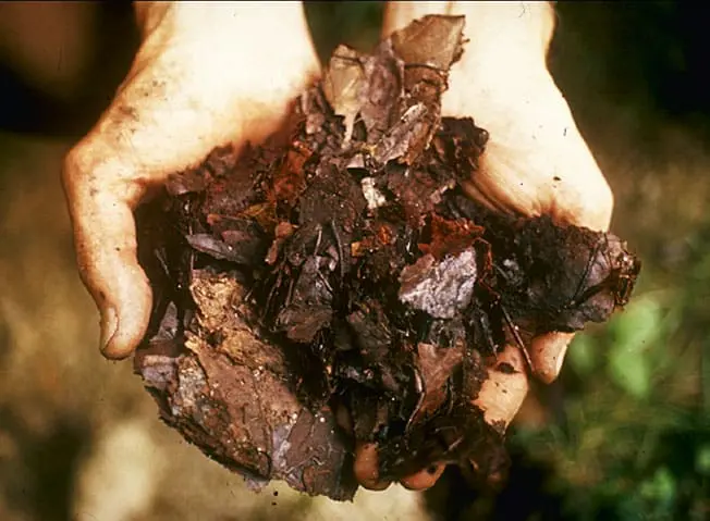 How to go green using compost in your garden