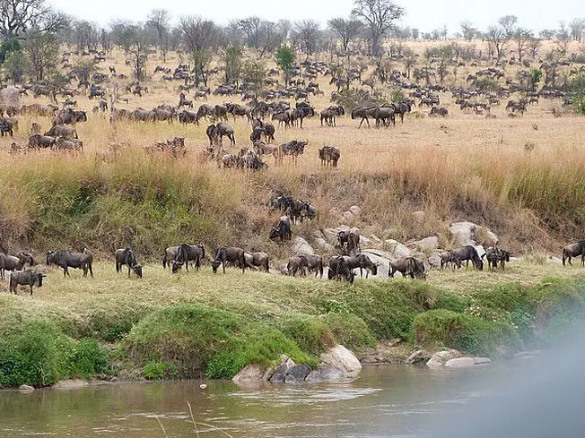 South Africa vs Kenya: Which African destination should you visit?