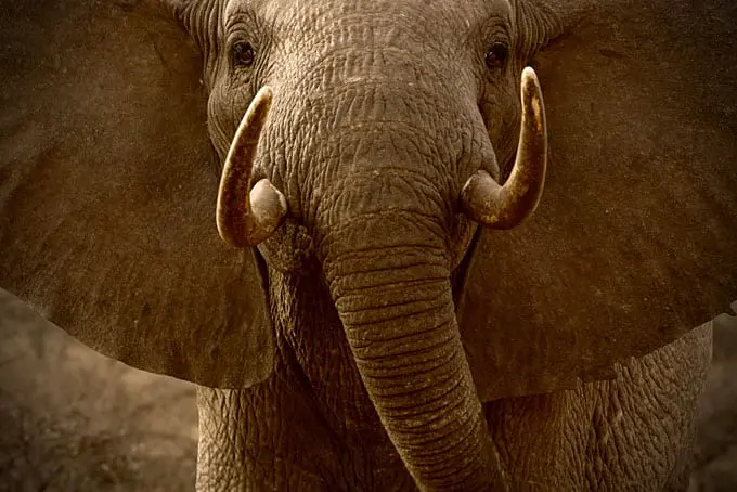 The Ivory Game – Film exposes this most cruel of trades