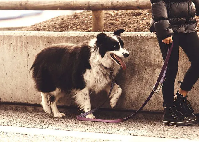 What to expect when getting a rescue dog