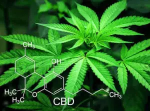 health benefits of cannabis