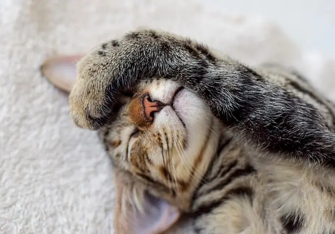 Bringing your new cat home