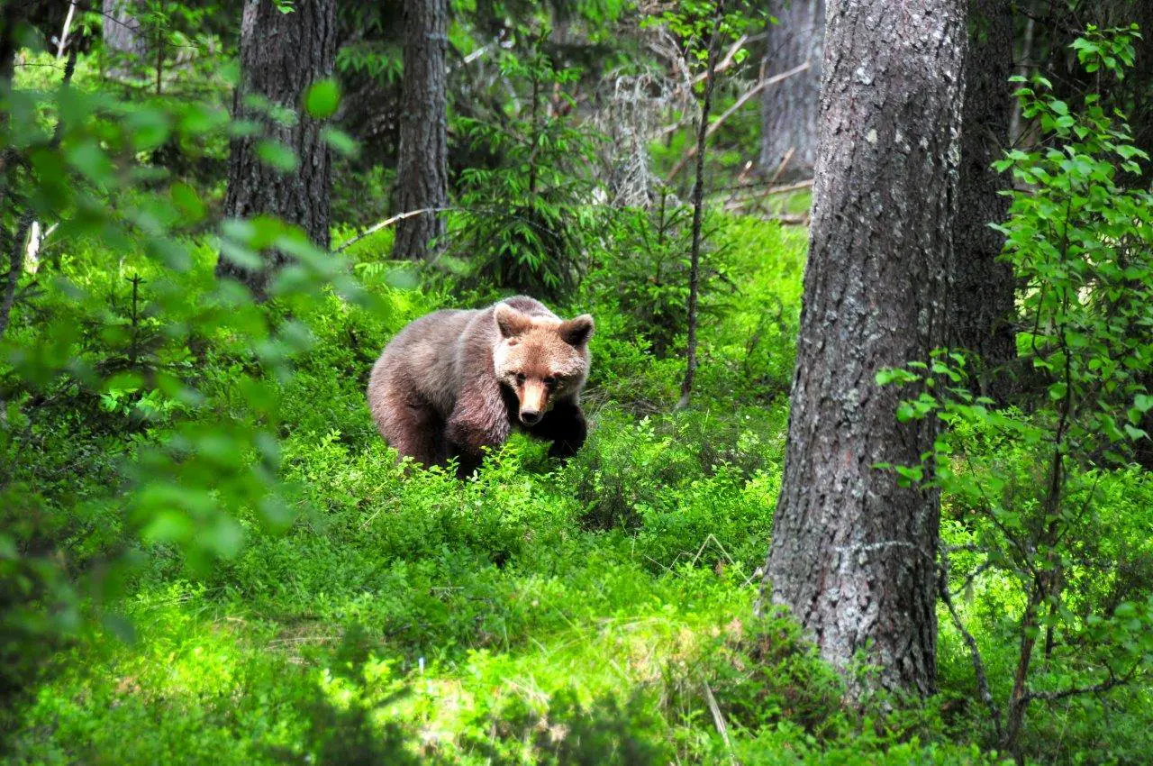 On the trail of Sweden’s secretive brown bears: a week with eco-warriors Biosphere Expeditions