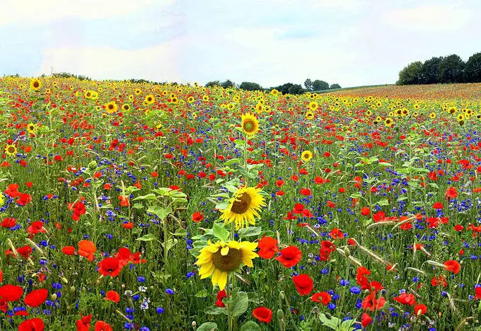 10 amazing facts about flowers