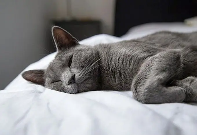 How To Take Care Of Animals That Shed Too Much