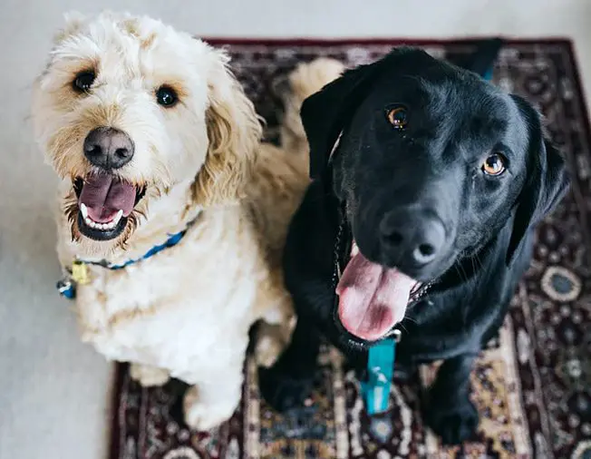 Pets: A Simple Guide to Improve Your Pets Health