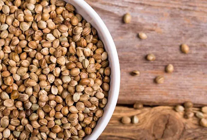 Cannabis Seeds: superfood for body and mind