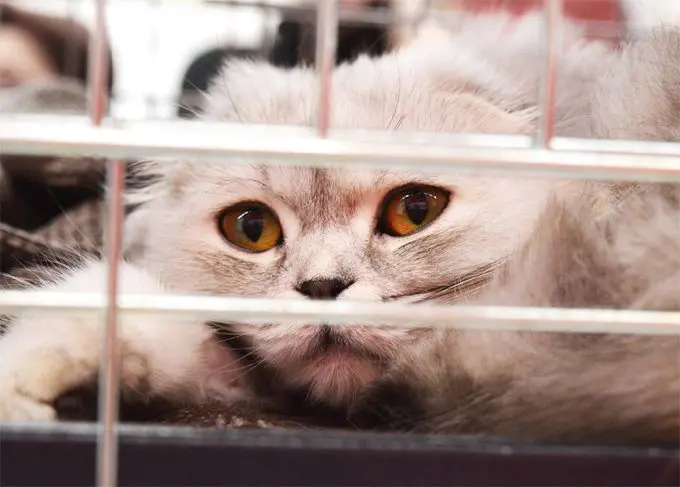 Why Rehousing a Pet from a Shelter Is a Good Idea