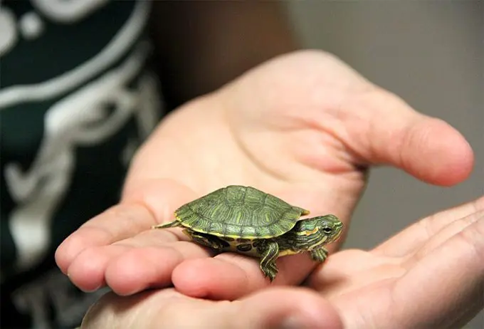 All You Need to Know Before Getting a Pet Reptile