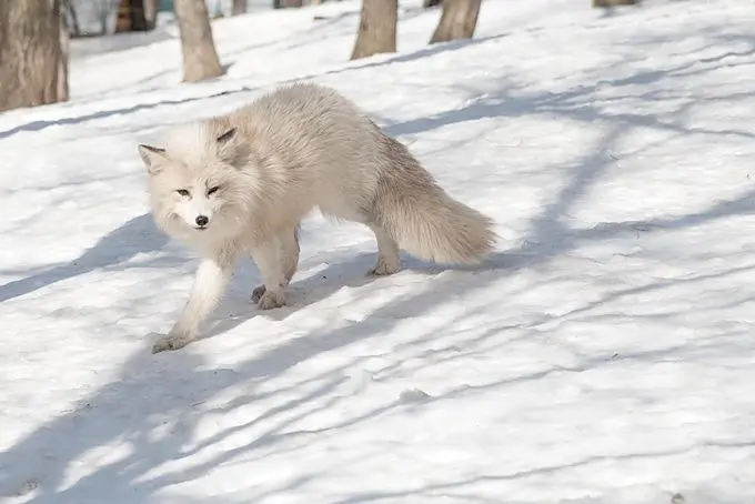 Embrace Your Wild Side on a Norwegian Adventure