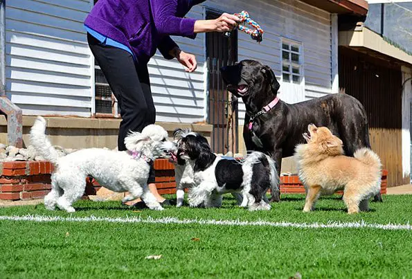 Do You Love Animals? 5 Ways to Make Money Out of It