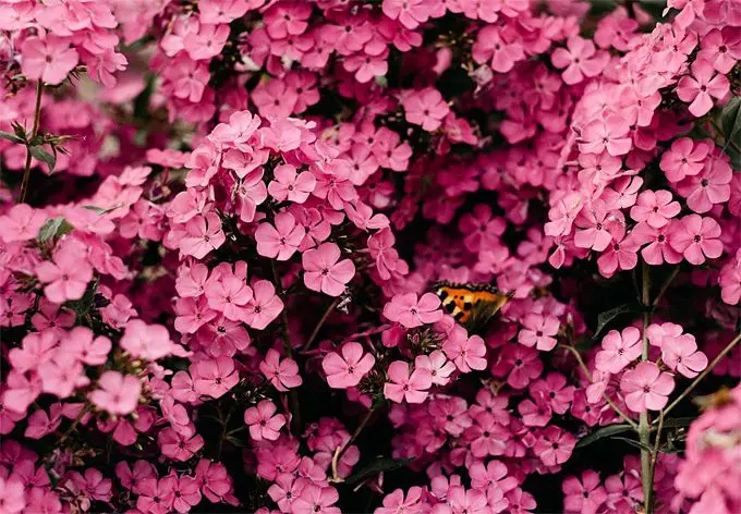 A List Of Places You Have To Visit If You Like Flowers