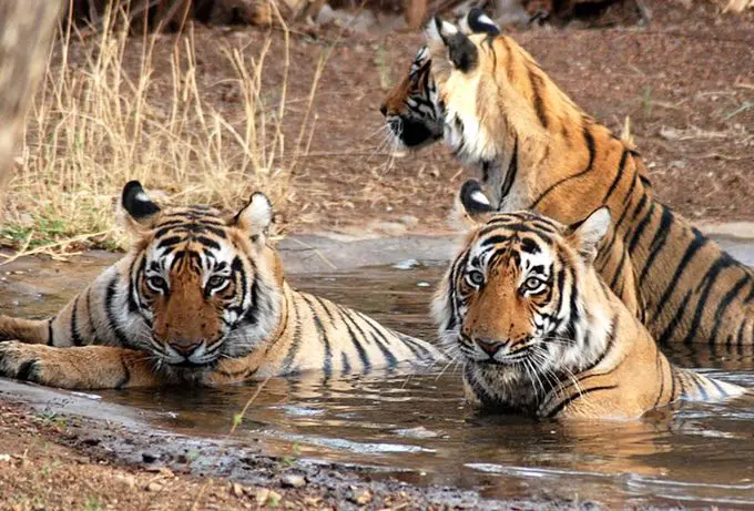 Wildlife watching India