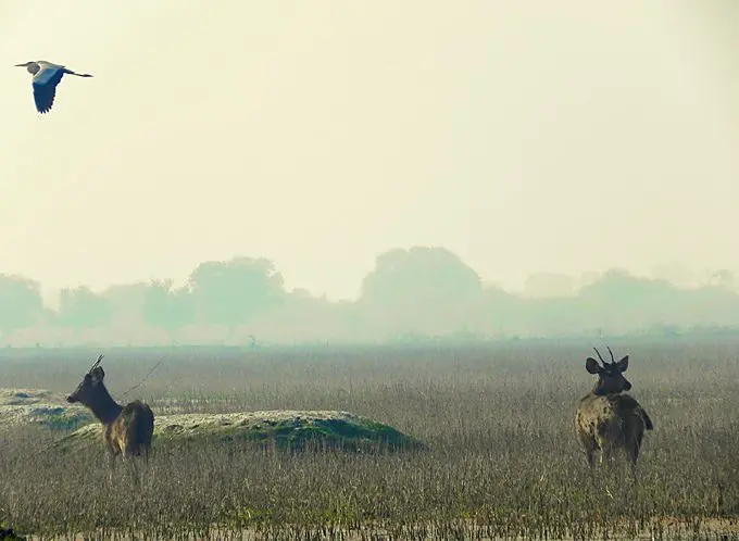 The Three Best Parks for Watching Wildlife in India