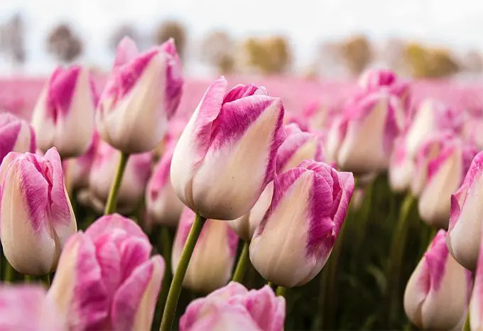 Picking Right Plants Your Garden