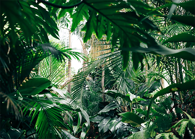 Different Ways To Keep Your Plants Thriving All Year Long