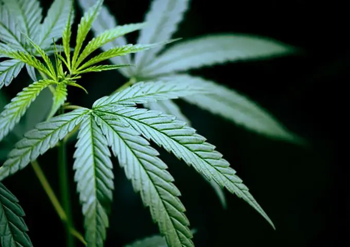 How can you use your CBD oil and what  benefit can you get from it?