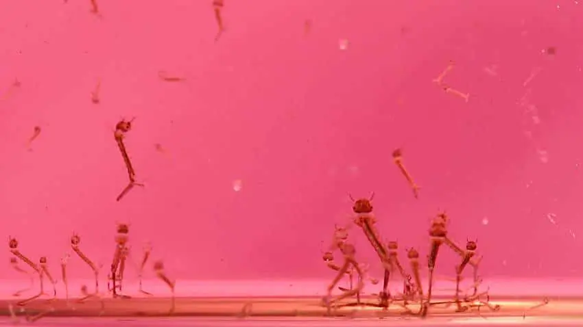 Tale of the Frozen Bits El Morgan