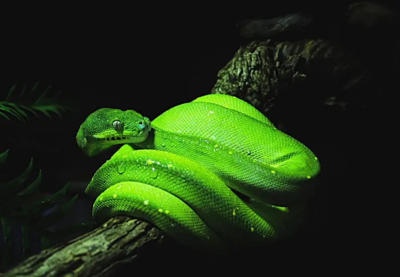 Reptile Paradise: 9 Insider Tips for Creating the Ultimate Pet Reptile Haven