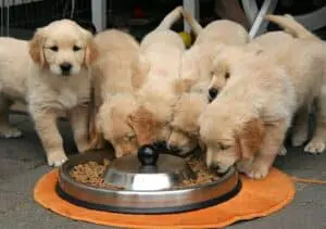 Balanced Diet Important Dogs