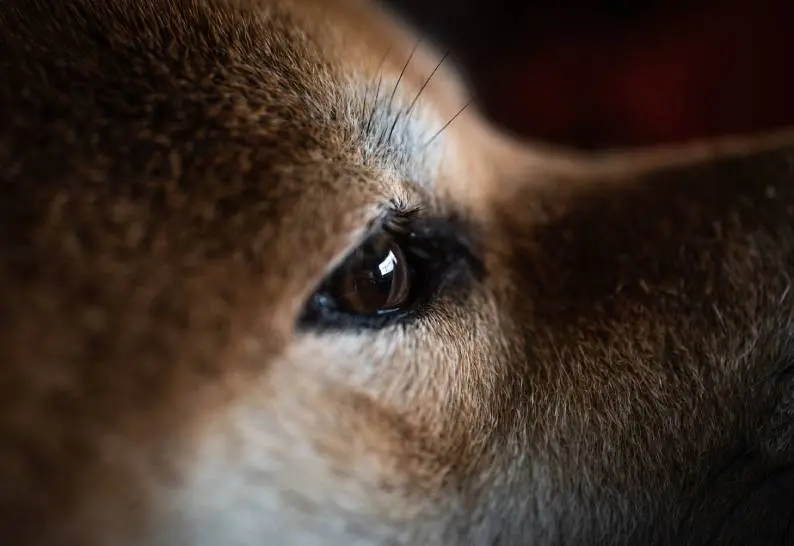 What are Ticks and Why are They Harmful to Your Pet: 6 Facts about Tick Infestations