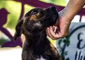 Adopting Shelter Dog