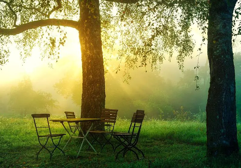 Why is it so important to have trees in your garden?