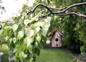 trees in your garden