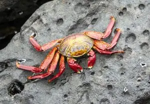 Sailing Galapagos tips