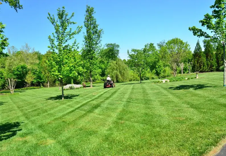 Lawn Lover Pristine Grass