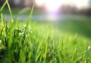 Lawn Lover Easy Tips