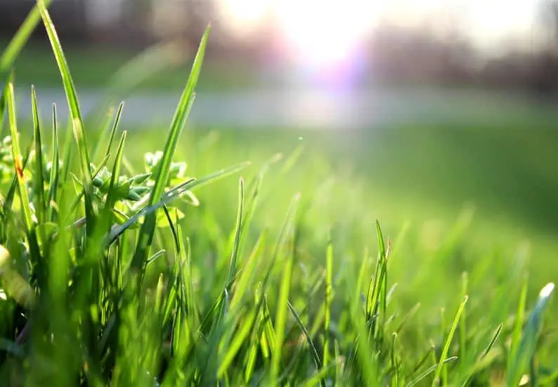 Lawn Lover’s Paradise: 6 Easy Tips for Perfectly Pristine Grass