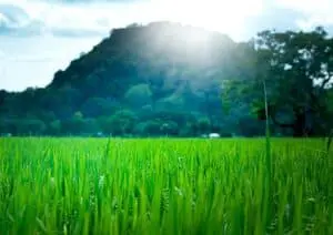 Landscape Solutions guide