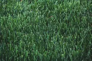 Turf Installation Your Home