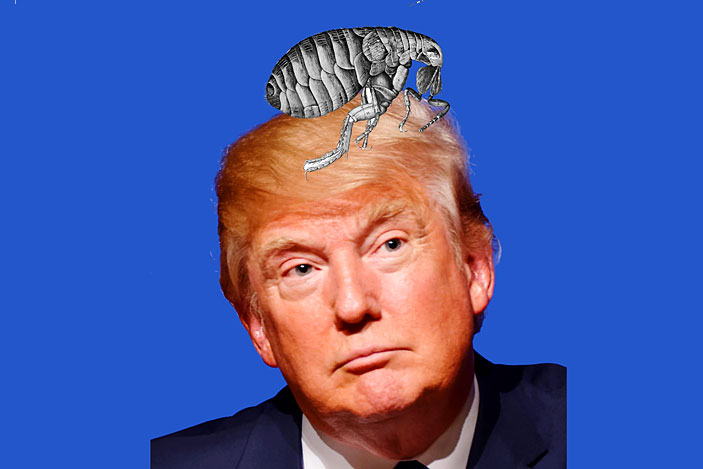hair of Donald Trump
