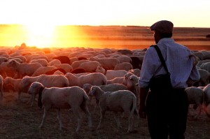 The Shepherd film