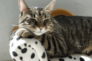 Cannabis Supplements