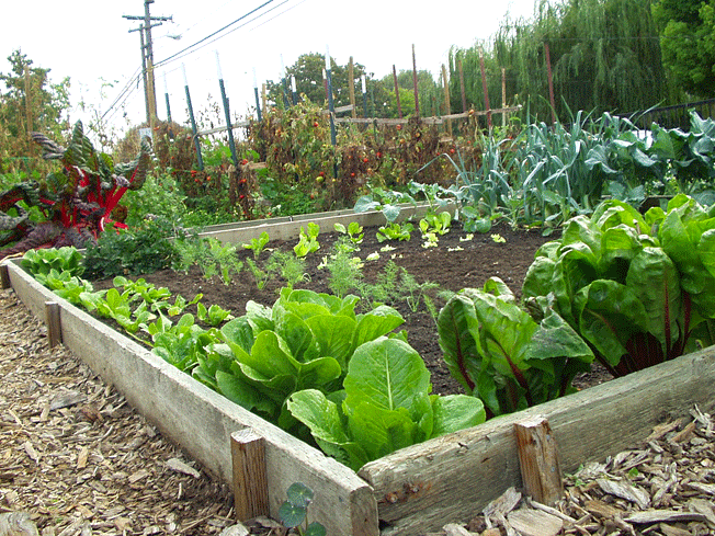 Small vegetable garden