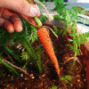 Small vegetable plot