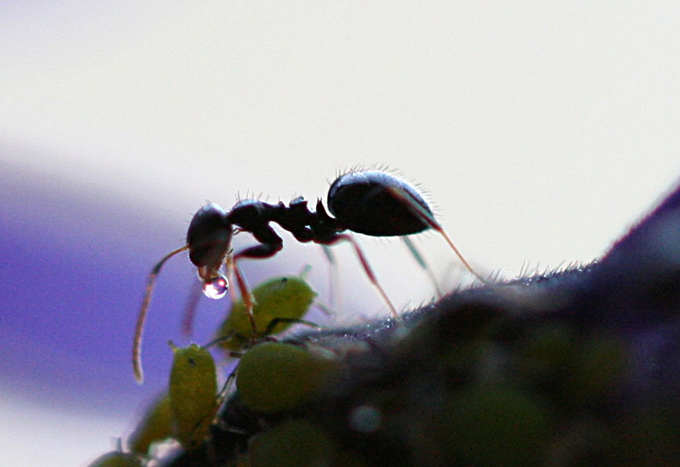 keep ants at bay 