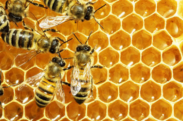 Honey-based products
