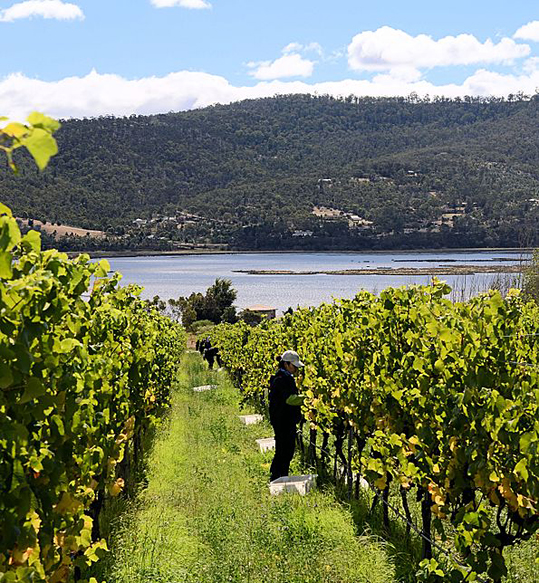 quality wineries in Tasmania