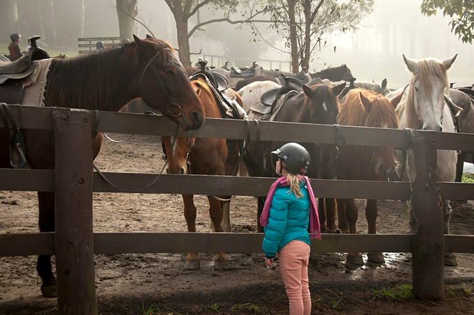 horse breeds for kids