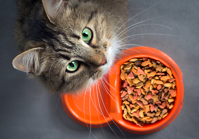 Adopted Cat food
