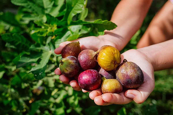 smelling-figs-south-of-Italy